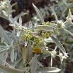 Buddleja sessiliflora Ліст