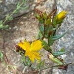 Hypericum linariifolium Leaf