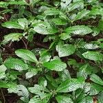 Psychotria hexamera Fuelha