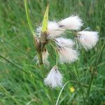 Eriophorum latifolium 花