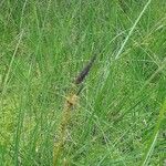 Carex nigra Flower