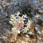 Drimia numidica Flower