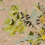 Senna alexandrina Fruit