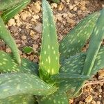 Aloe sinkatana Hoja