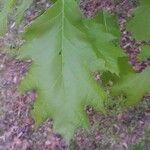 Quercus rubra Feuille