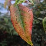 Nandina domestica Frunză