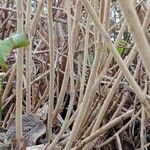 Viburnum lantana Φλοιός