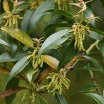 Quercus affinis Flower