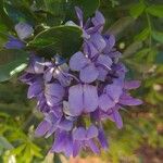 Sophora secundiflora Blüte