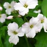 Cardamine heptaphylla Fleur