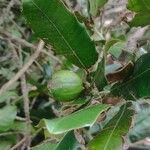 Macadamia integrifolia Φρούτο