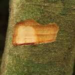 Celtis prantlii Corteza