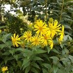 Silphium perfoliatumFleur