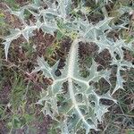 Eryngium campestre Folla