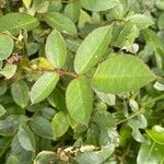 Rosa arvensis Blad