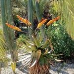 Aloe marlothii Цветок