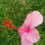 Hibiscus rosa-sinensis 花
