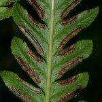 Pteris incompleta Други