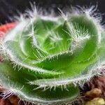 Crassula barbata Hábito