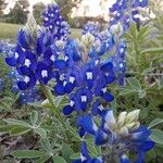 Lupinus texensis Кветка