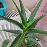 Aloe ciliaris Folha