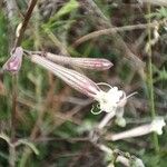 Silene italica Blomma