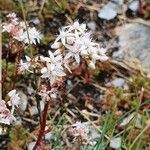 Sedum albumFlor