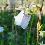 Codonopsis clematidea Kvet
