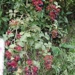 Rubus ulmifolius Fruchs