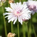 Crepis rubra Kvet