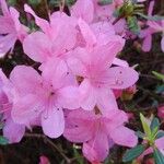 Rhododendron simsii 花