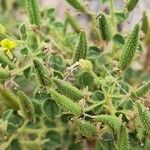 Cleome droserifolia Fruit