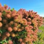 Cotinus coggygriaFlower