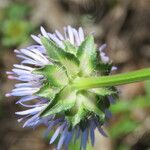 Jasione montana 花