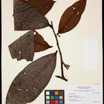 Guatteria discolor Hoja