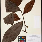 Guatteria discolor Leaf