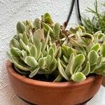 Aeonium castello-paivae Hostoa