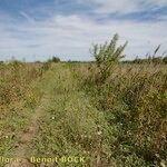 Malvella leprosa Habit