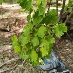 Acer glabrum Leaf