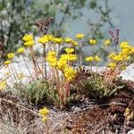 Petrosedum montanum Kukka