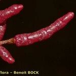 Salicornia procumbens Frucht