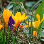 Crocus chrysanthus Flor