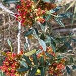 Pistacia lentiscus Flower