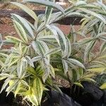 Dracaena surculosaBlad