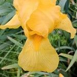Iris barbatula