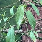 Thunbergia coccinea Leaf