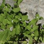 Myosotis speluncicola Habit