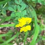 Cytisus nigricans Flower