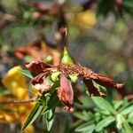 Hypericum lanceolatum Фрукт