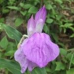 Roscoea purpurea Fiore